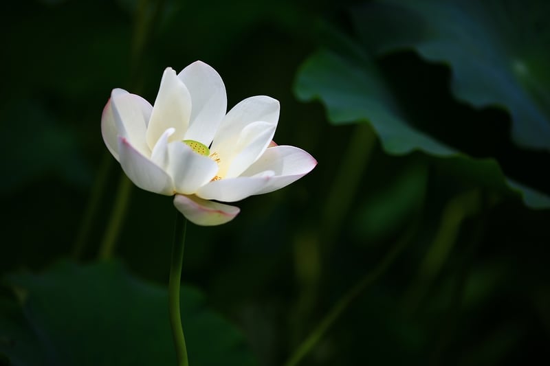 Lotus Position